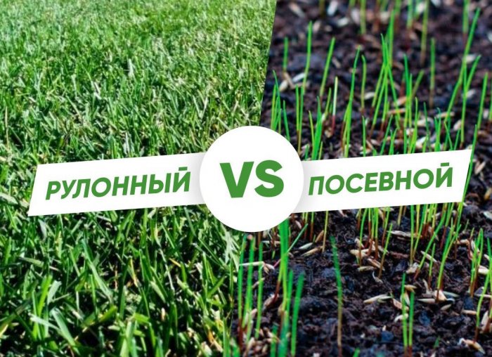 Рулонный газон или Посевной газон? Что лучше взять?